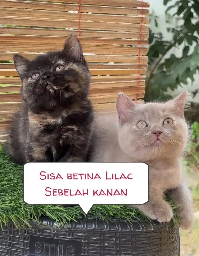 BSH Lilac Female Line Ped