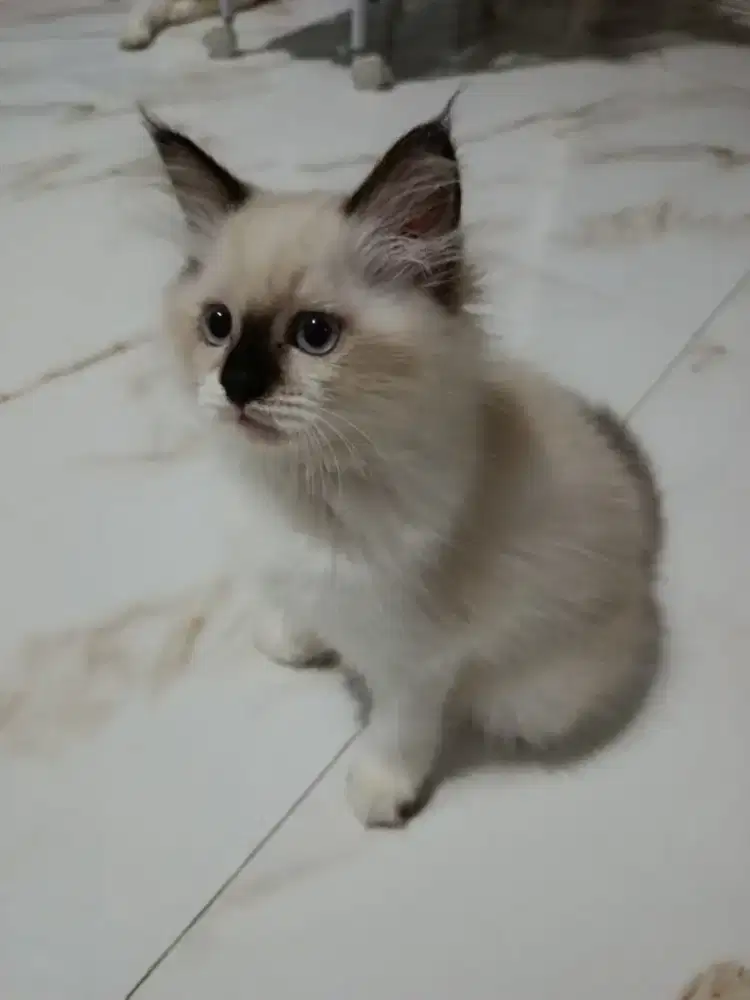 Anak kucing ragdoll ada 2 ekor betina