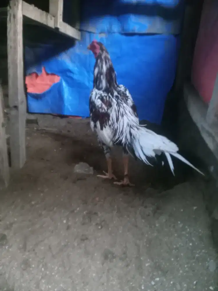 Ayam Jantan Bangkok Klasik berkualitas