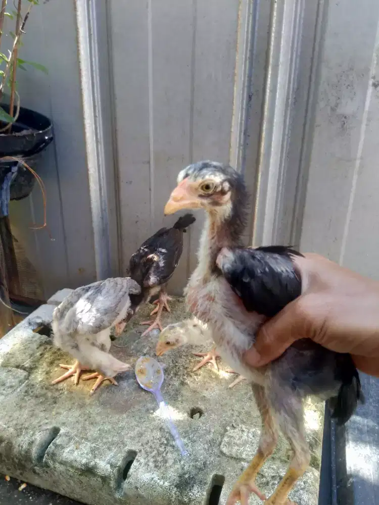 Anak ayam Bangkok  murah