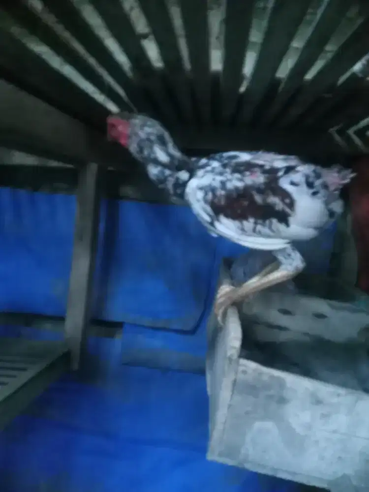 Ayam Bangkok Klasik berkualitas