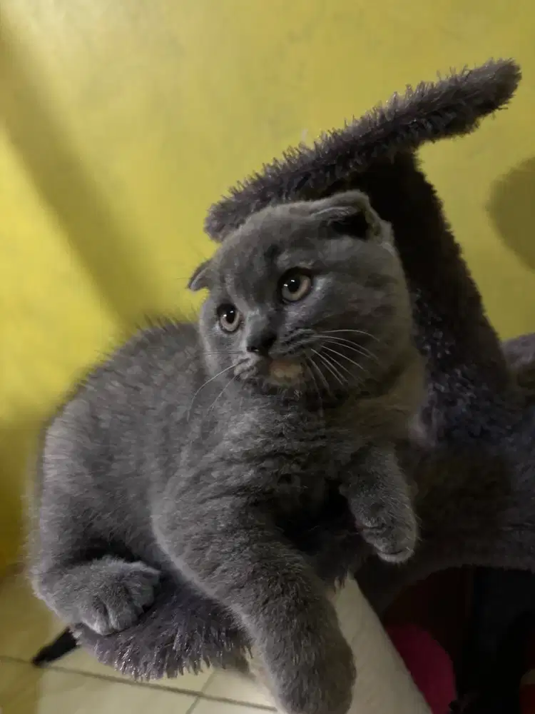 Scottish Fold x BSH