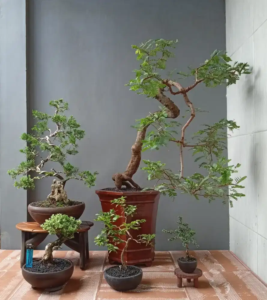 Bonsai mini cantik ada 5 pohon