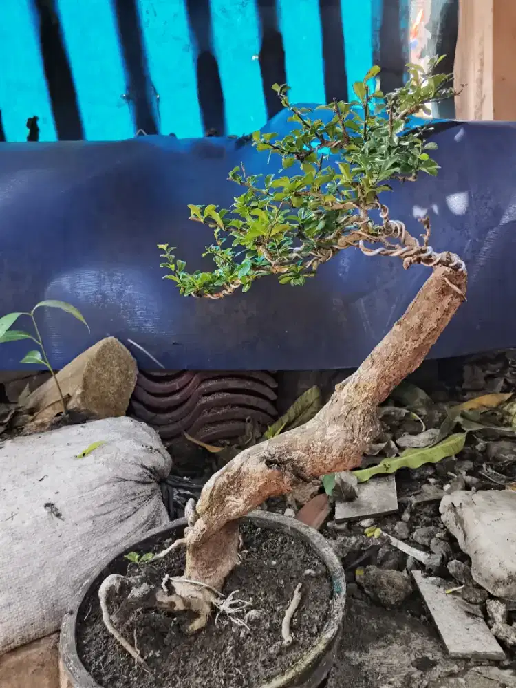 Hoki Bunga Batang Tua