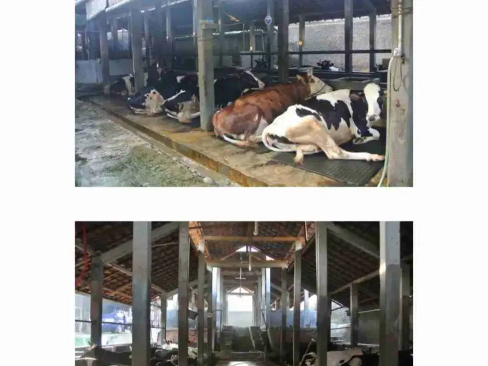 Tanah dan bangunan Peternakan sapi yg luas dan masih dikelola dan menghasilkan susu aecara rutin