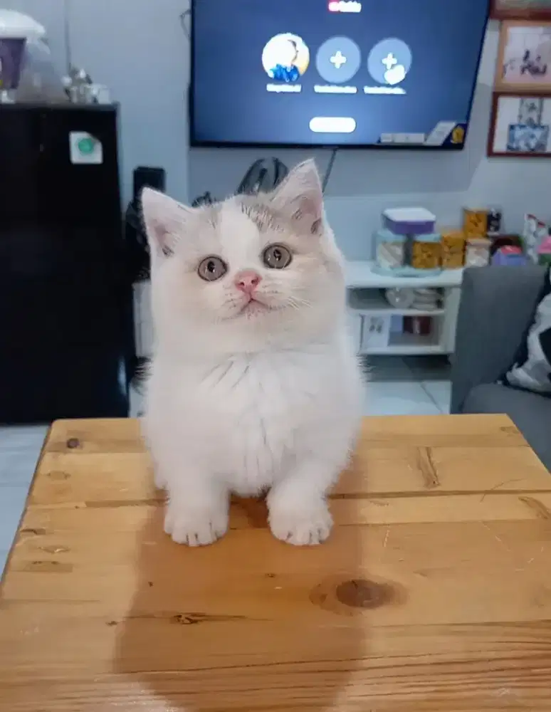 BSH MUNCHKIN CALICO DILUTE