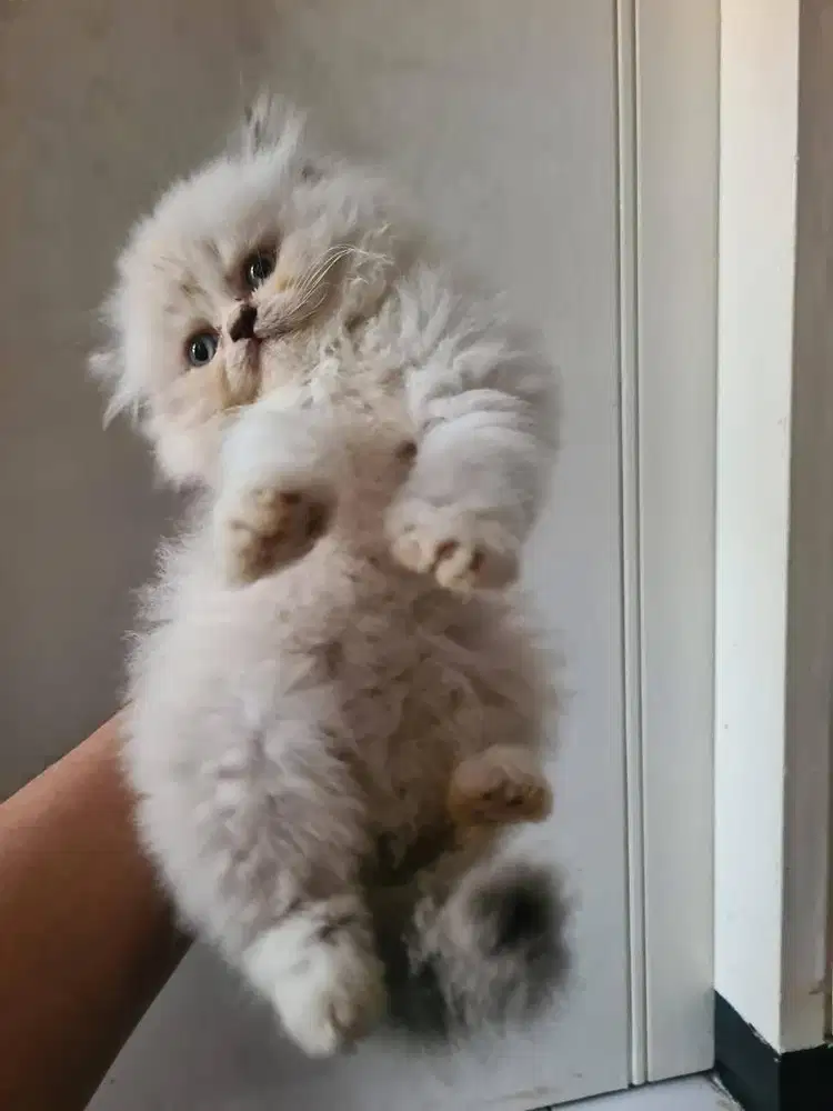 Kitten himalaya