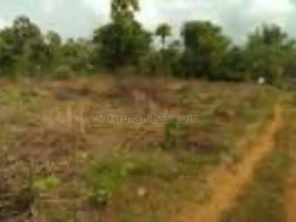 Tanah di Widang Tuban