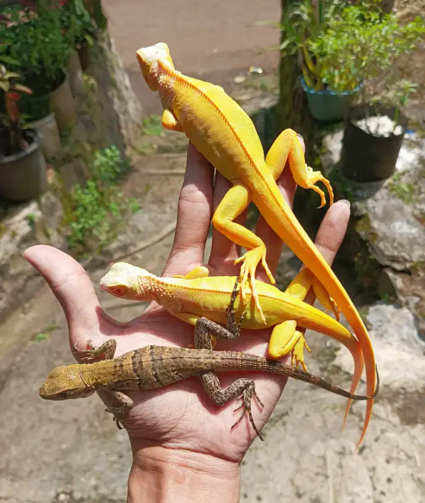 IGUANA ALBINO SIMILIS IGUANA