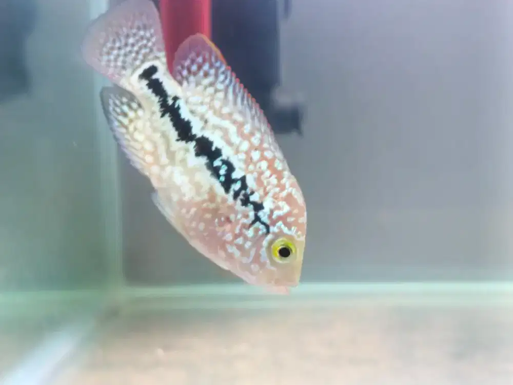 Louhan kamfa f2 thailand