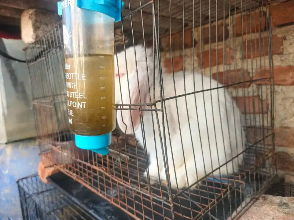 Kelinci HL JANTAN DEWASA