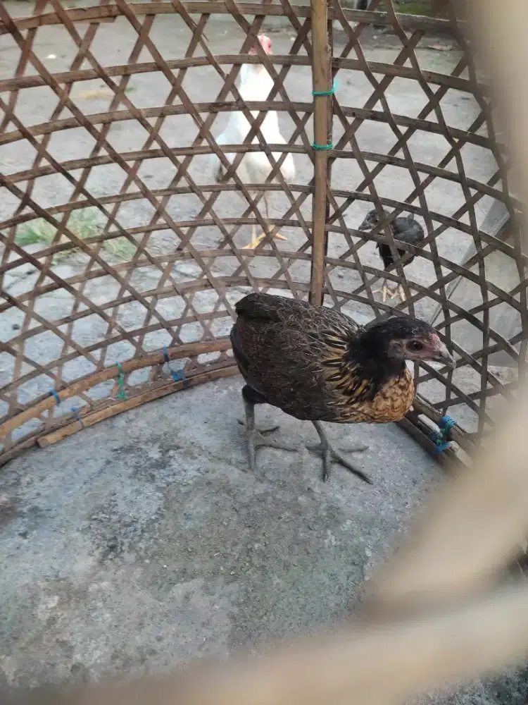 Dijual segera ayam  bakalan sangkur bola