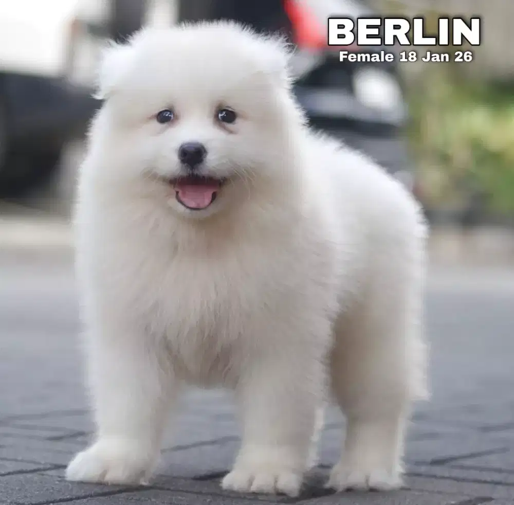 Samoyed betina •BERLIN•