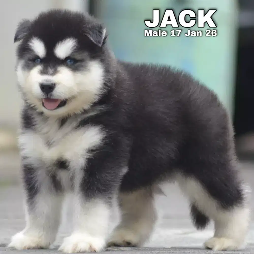Husky hitam jantan •JACK•