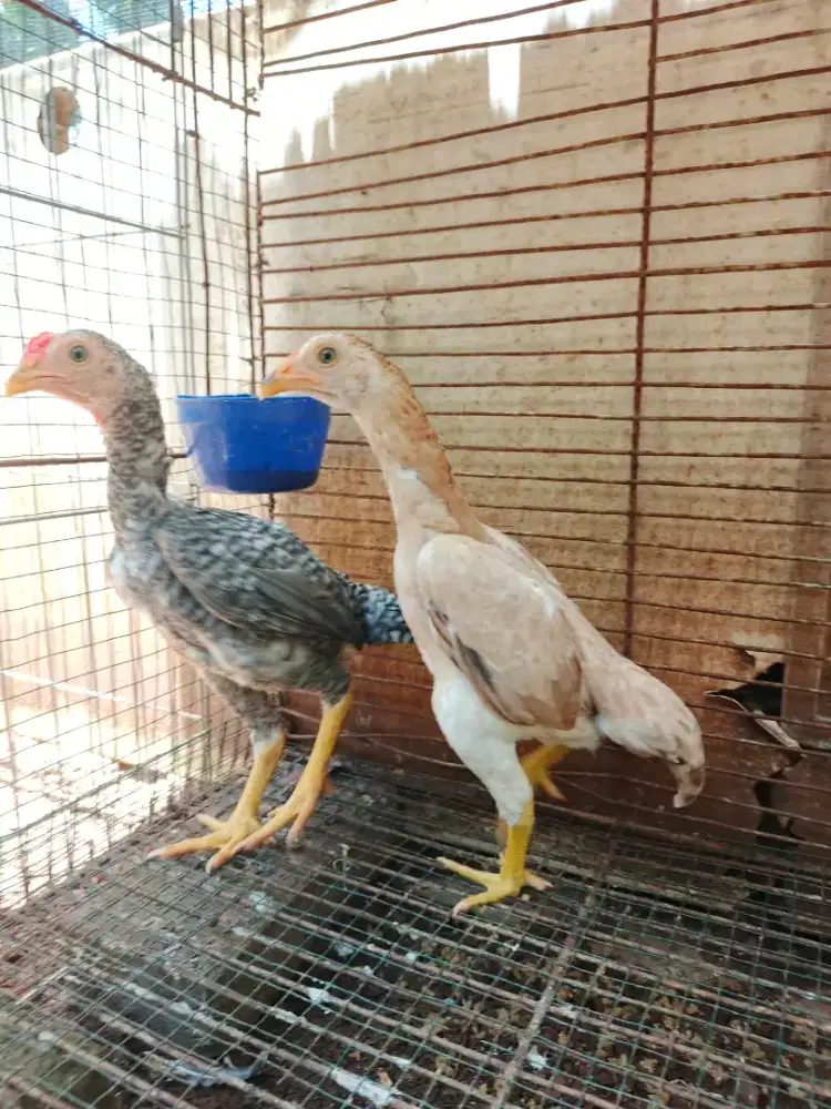 Ayam koshamo mini jepang sepasang usia 4 bulan