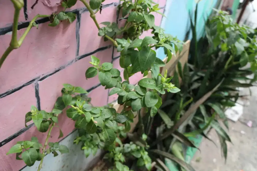 Kamera Mirroles Canon