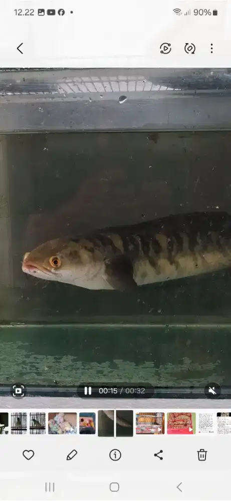 Jual Channa sehat energik