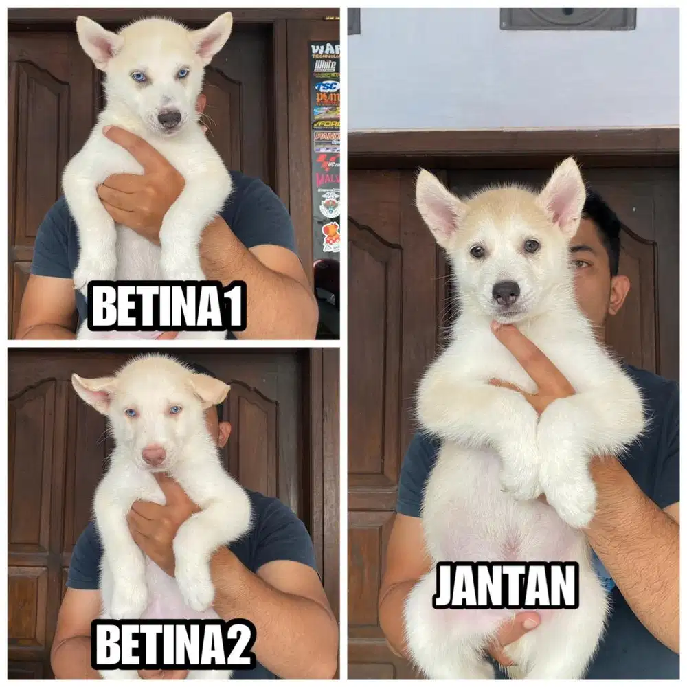 Siberian husky stb vaksin termurah