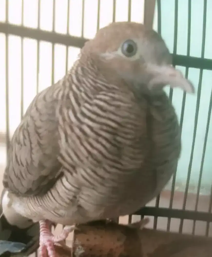 Perkutut 1 burung 5 katuranggan