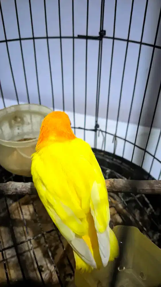 Lovebird Baby Lutino MM