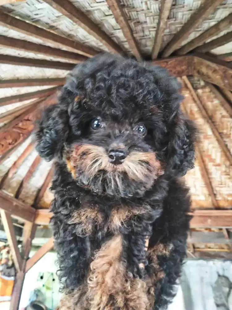 Poodle phantom jantan stambum