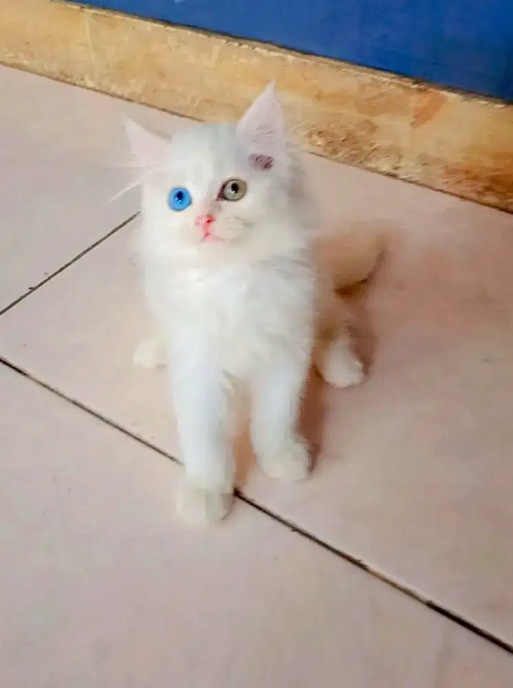 Persia Medium Oddeyes Betina