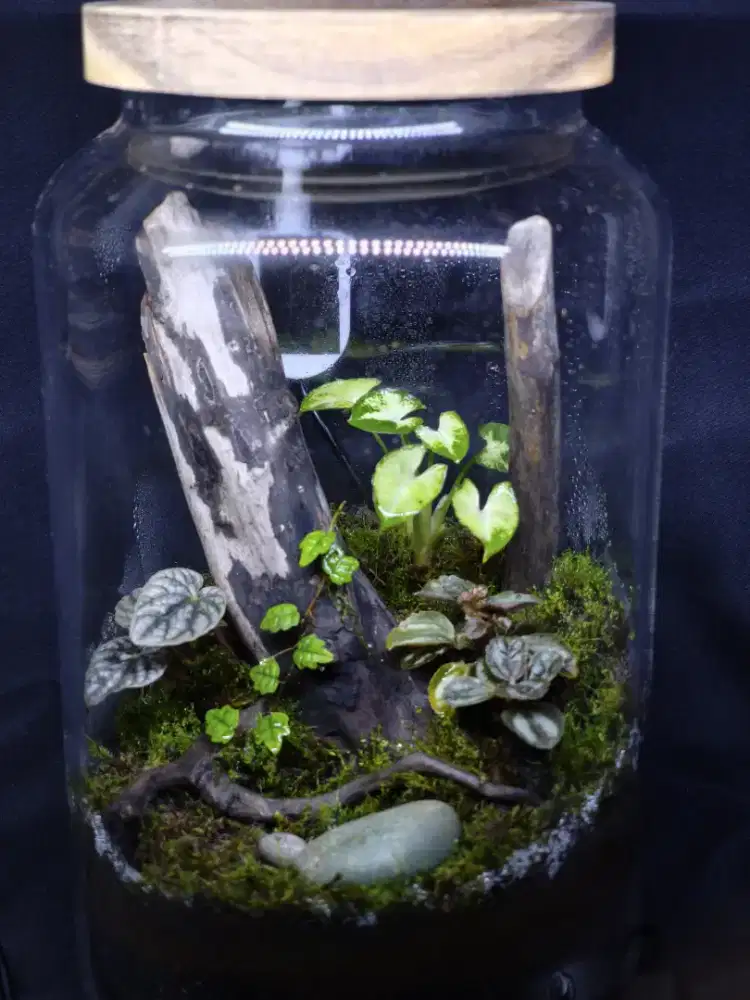 Faludarium toples ukuran M