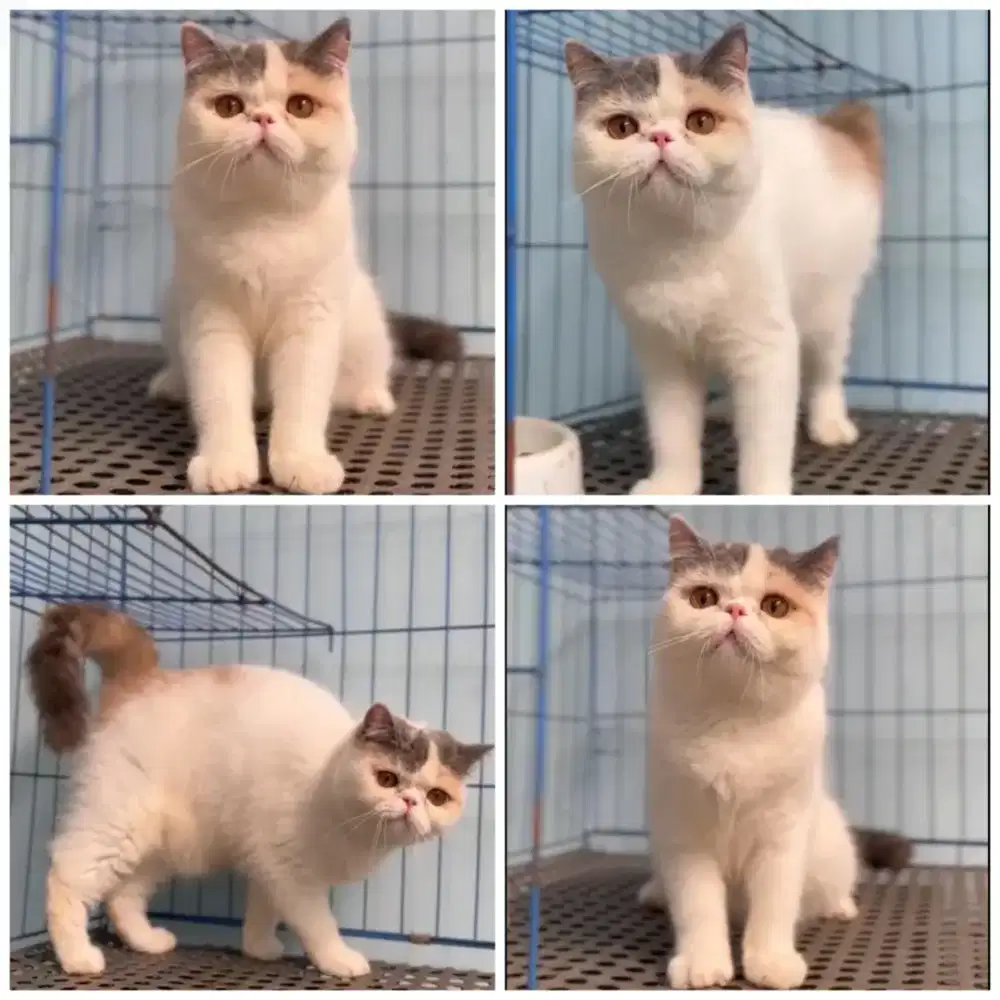 Kucing exotic pekanose