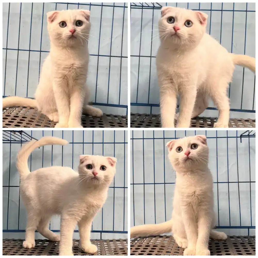 Kucing scottish fold