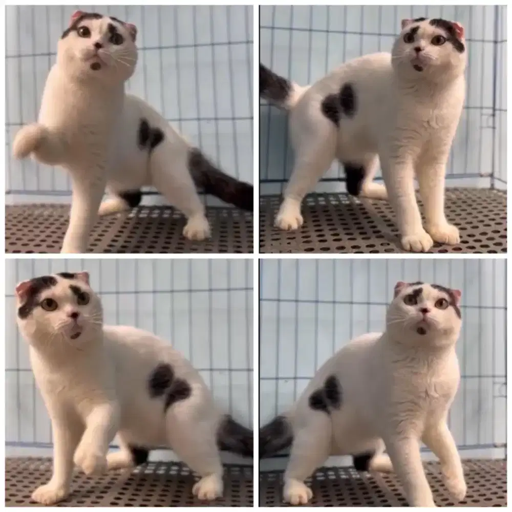 Kucing exotic peaknose