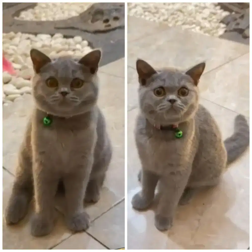 Kucing british shorthair (BSH)