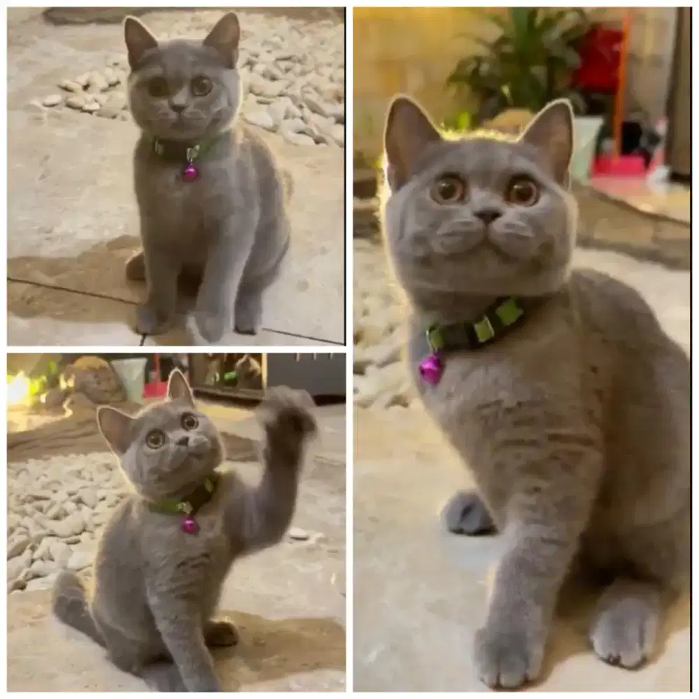 Kucing british shorthair