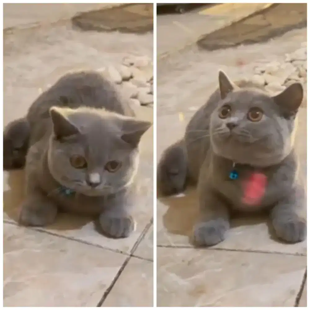 Kucing british shorthair (BSH)