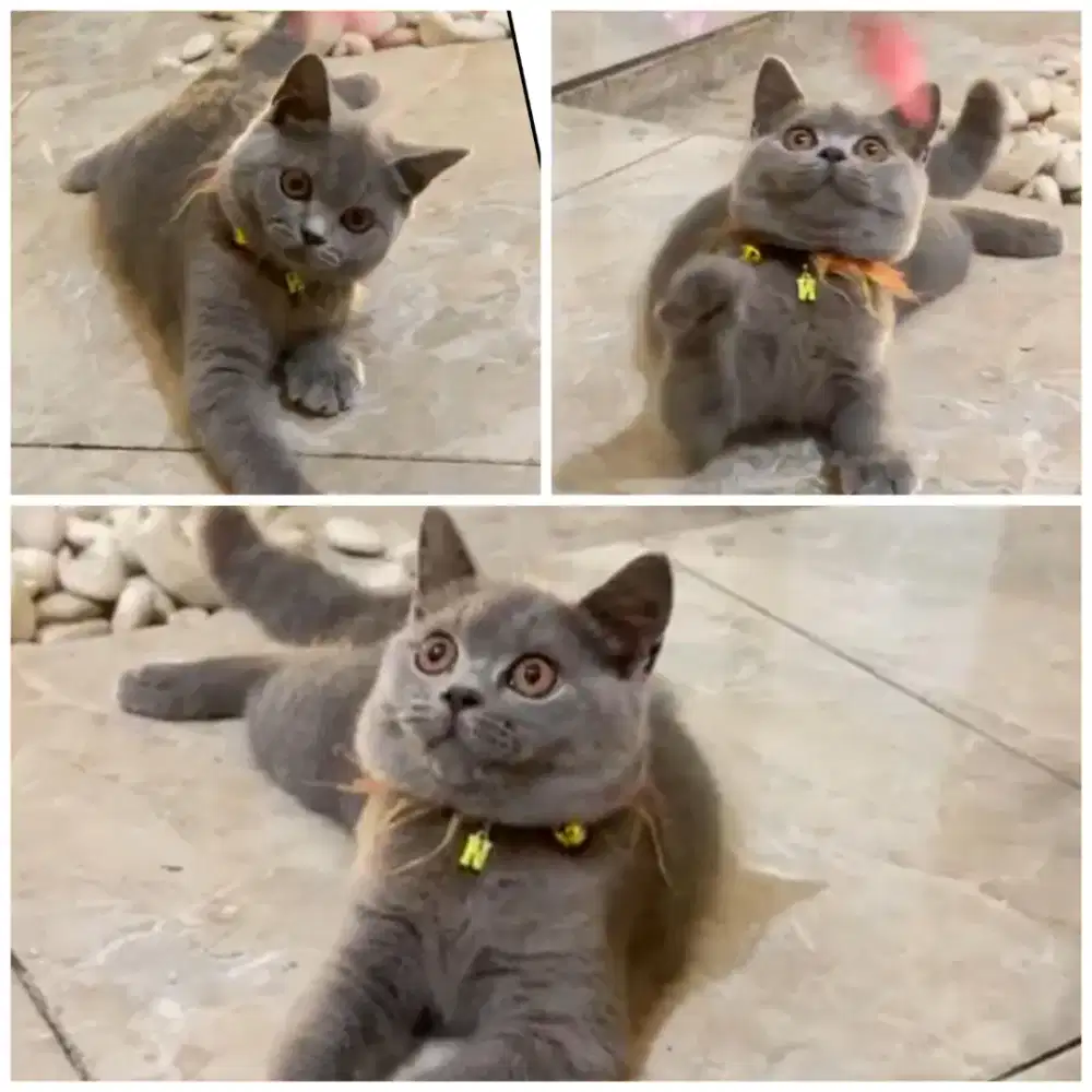 Kucing british shorthair (BSH)