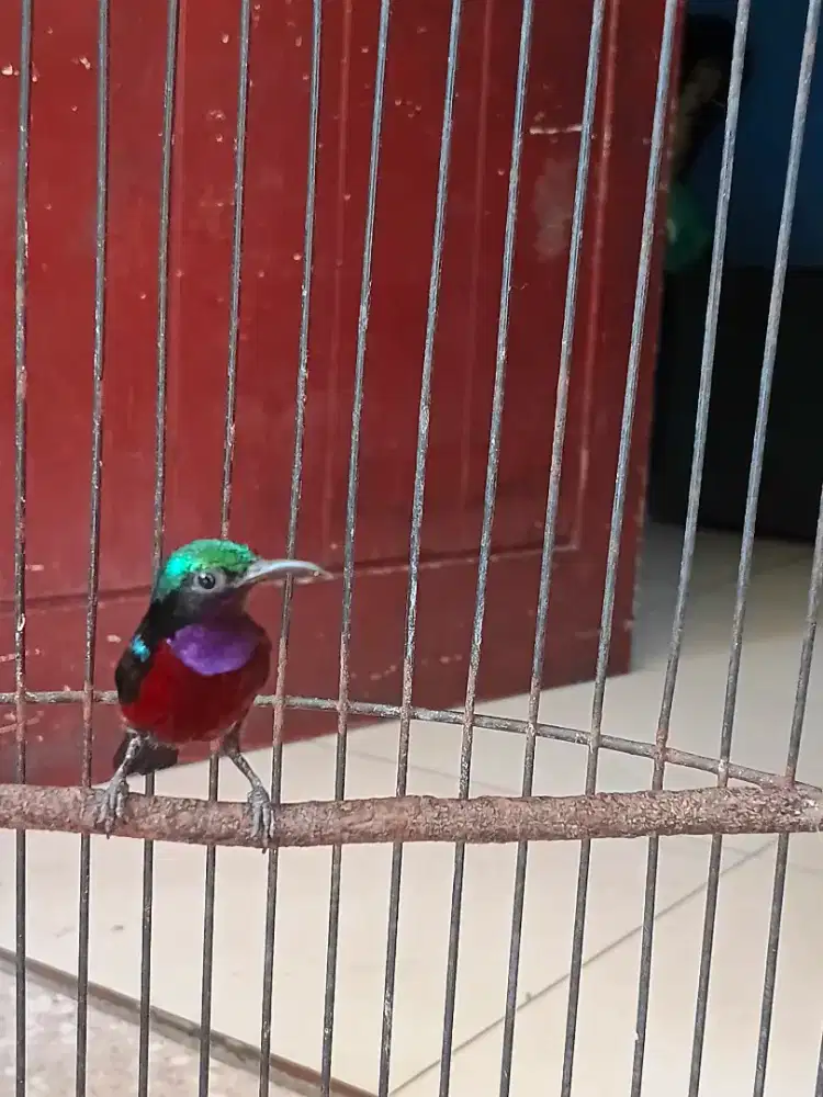 Konin Natuna Gacor dor