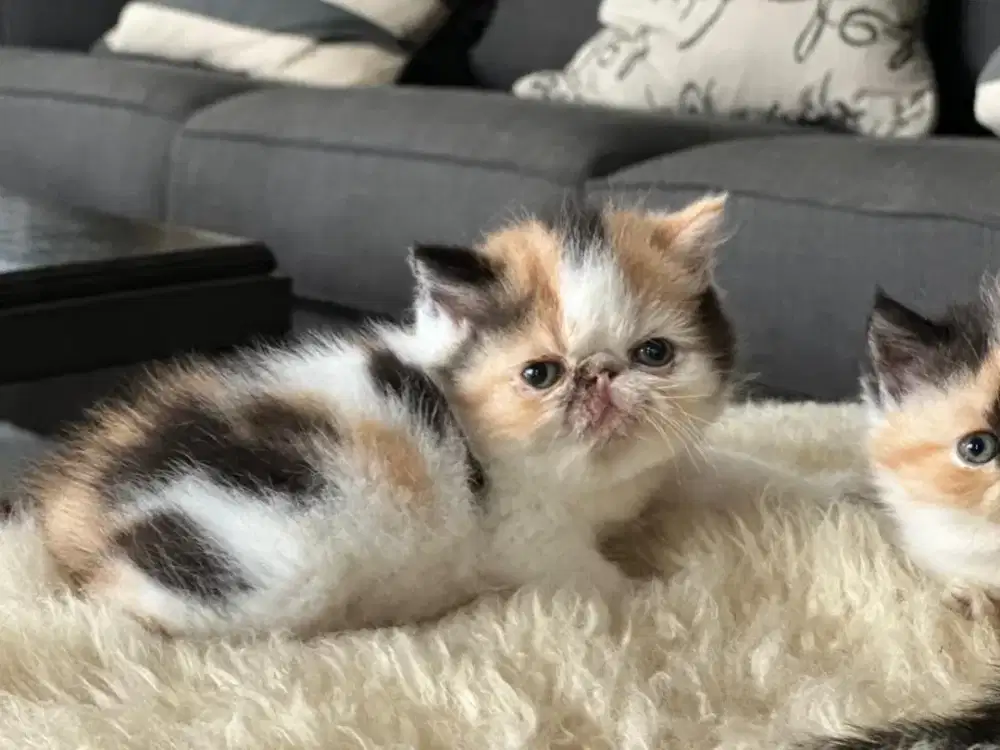 Kucing eksotik  peaknose ekstreem betina,  open adopt