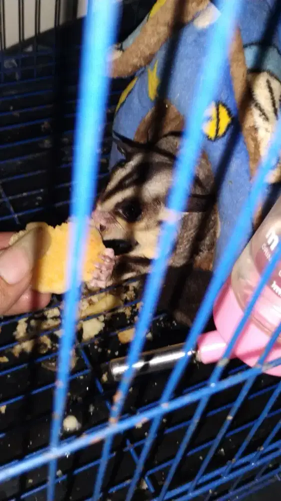 Sugar glider satu set sama kandang nya