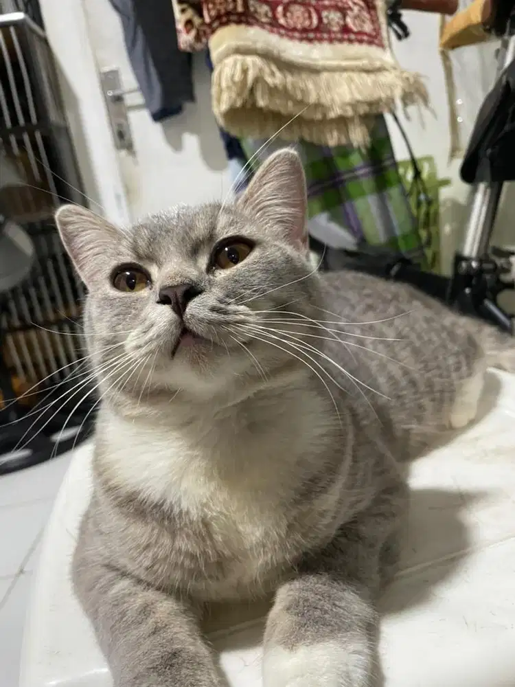 Kucing british shot hair