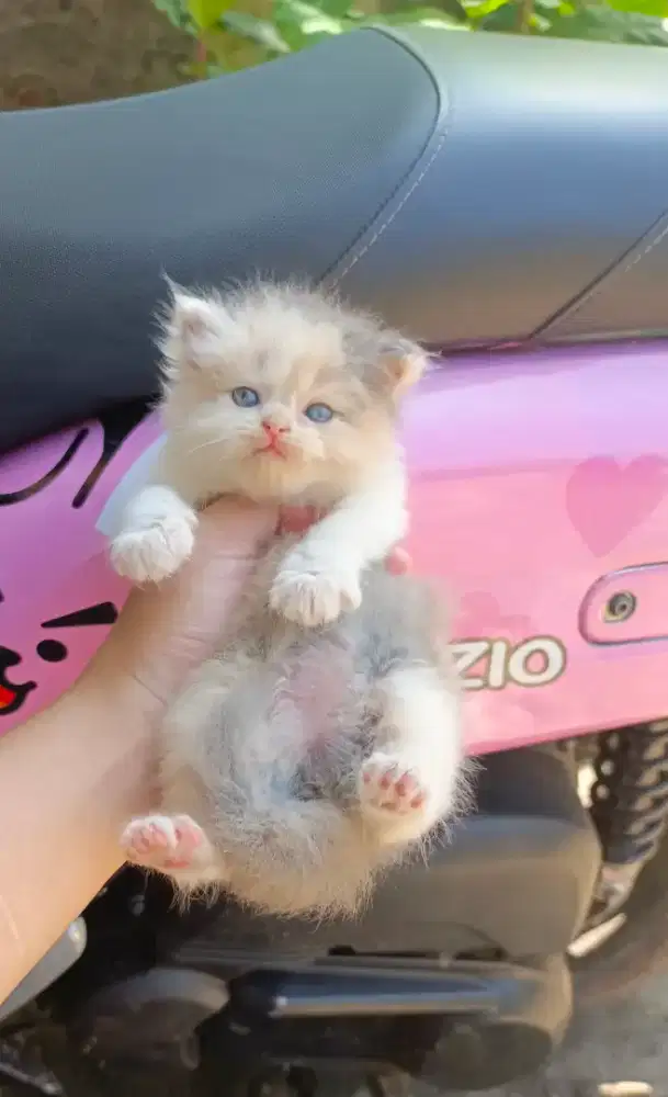 Kitten norwegian female