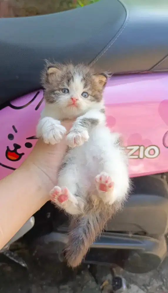 Kitten Norwegian male