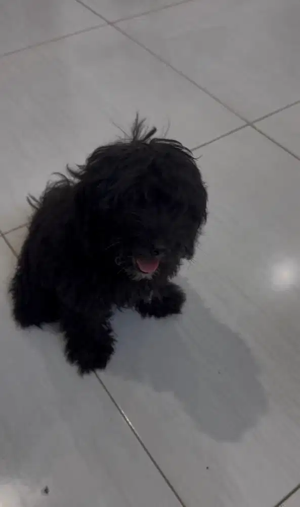 Toy Poodle Black/Silver