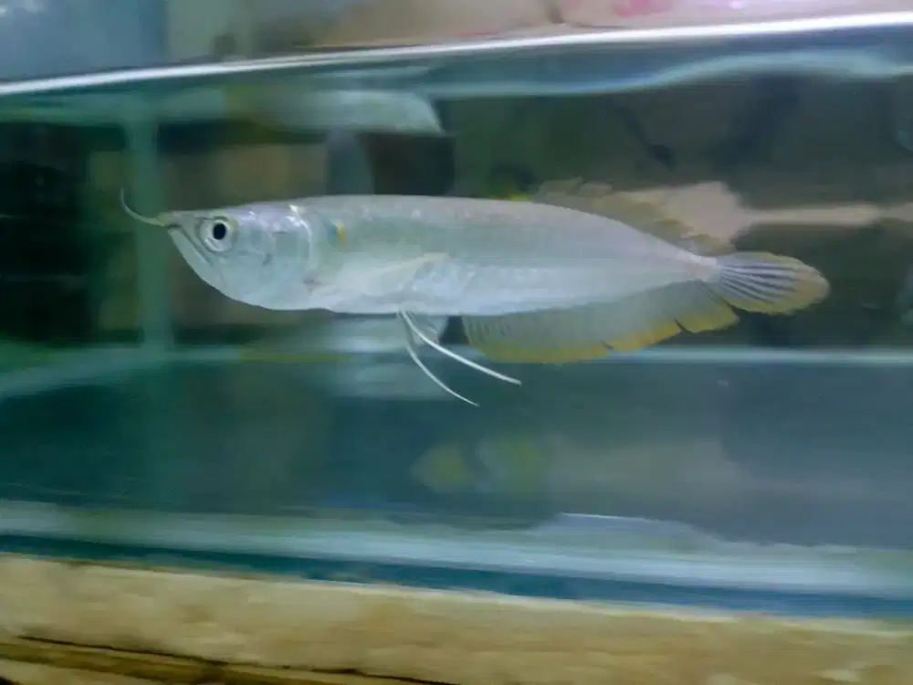 Arwana silver baby