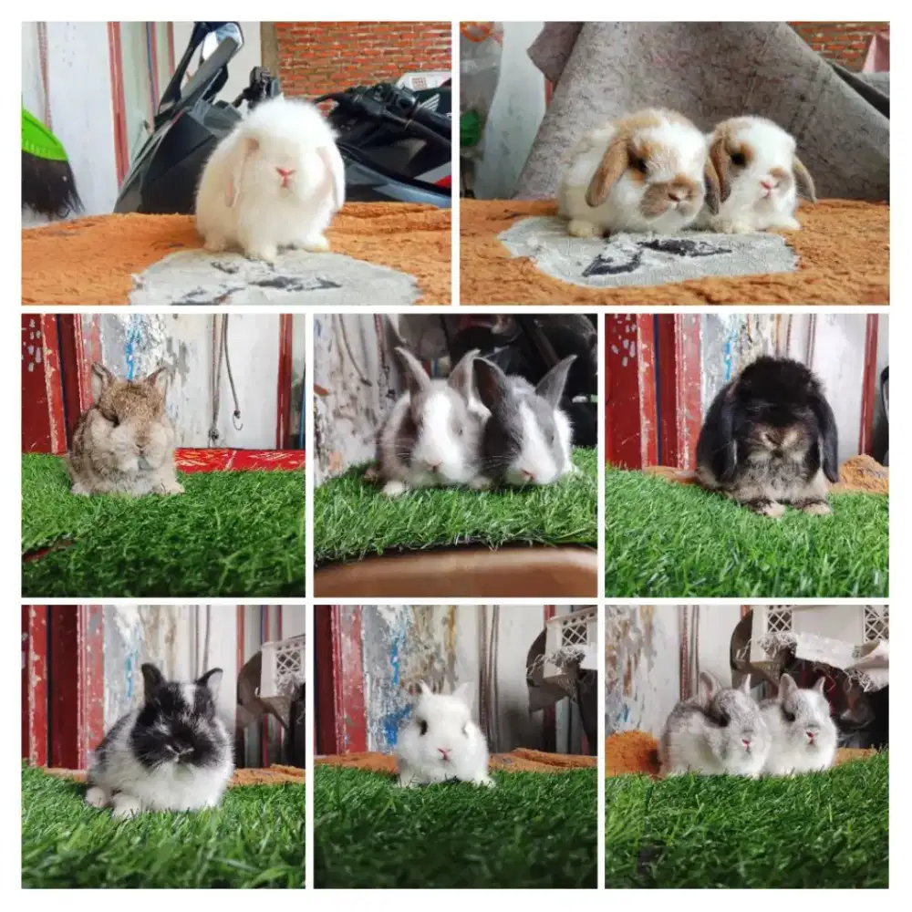 Peternakan kelinci lucu gemes