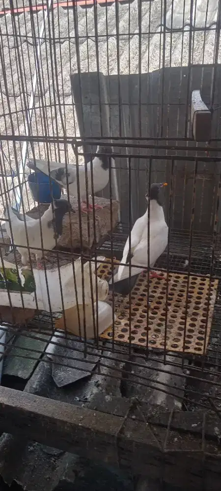 Merpati songkop anakan 3 ekor