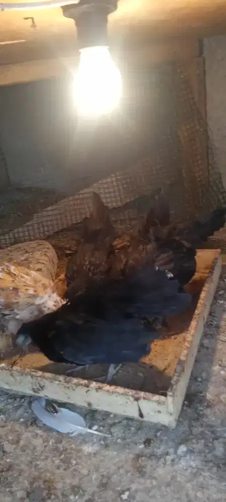 Borongan 5 ekor tema