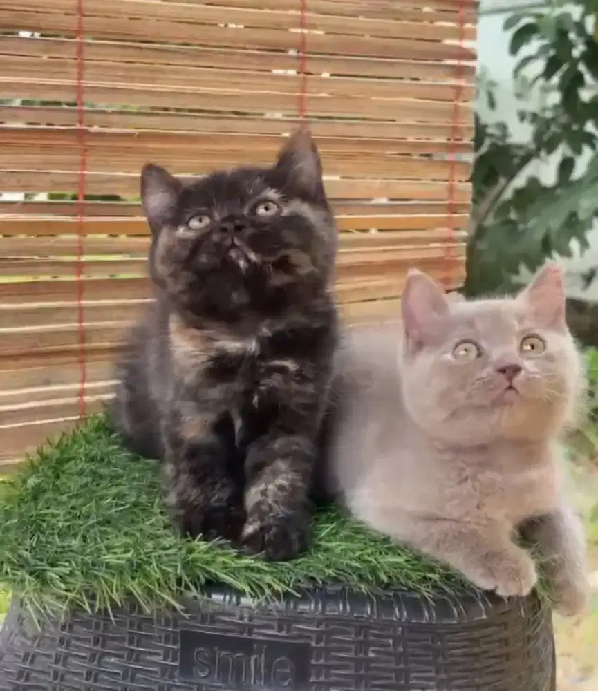 Borongan BSH Lilac Betina dan BSH Tortie Betina Line Ped