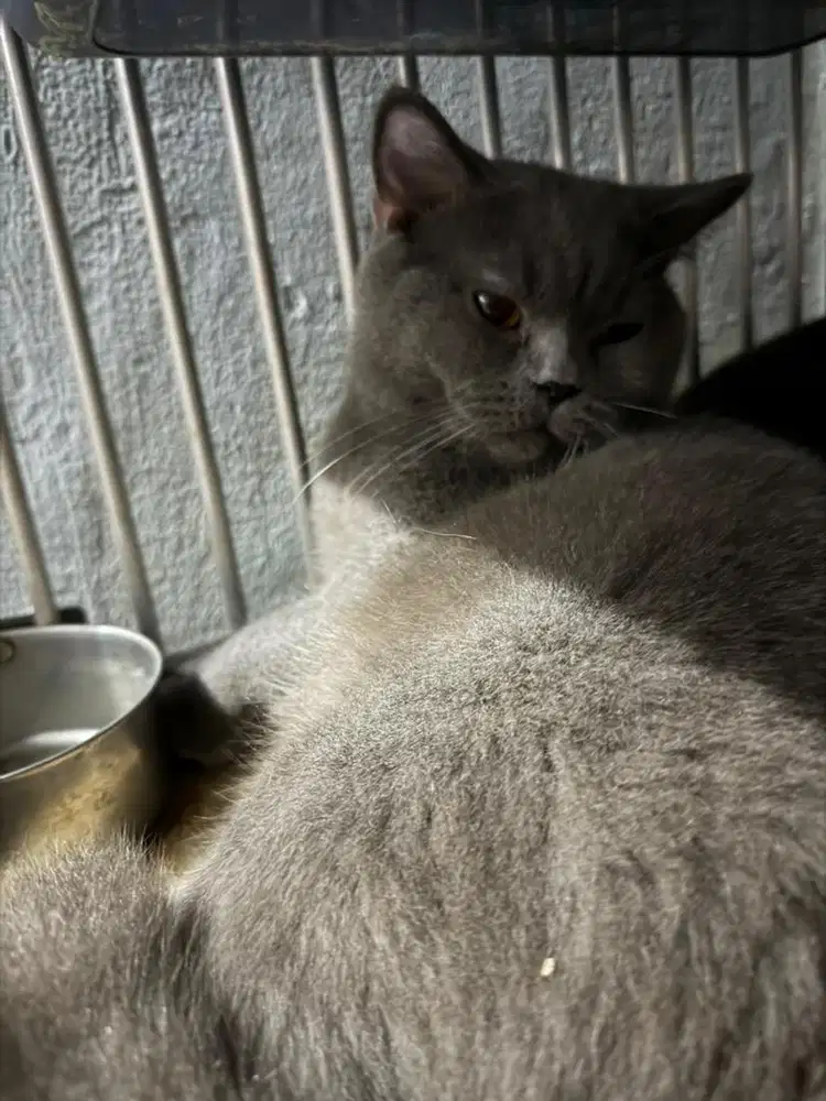 Kucing Bsh Shorthair