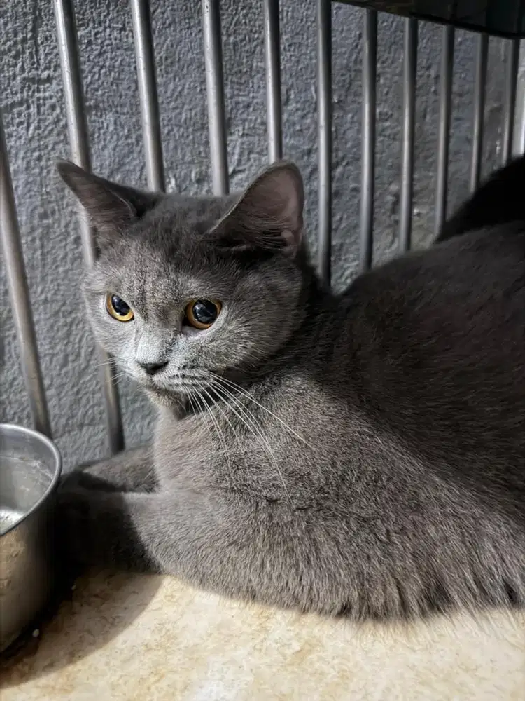 Kucing Bsh Shorthair