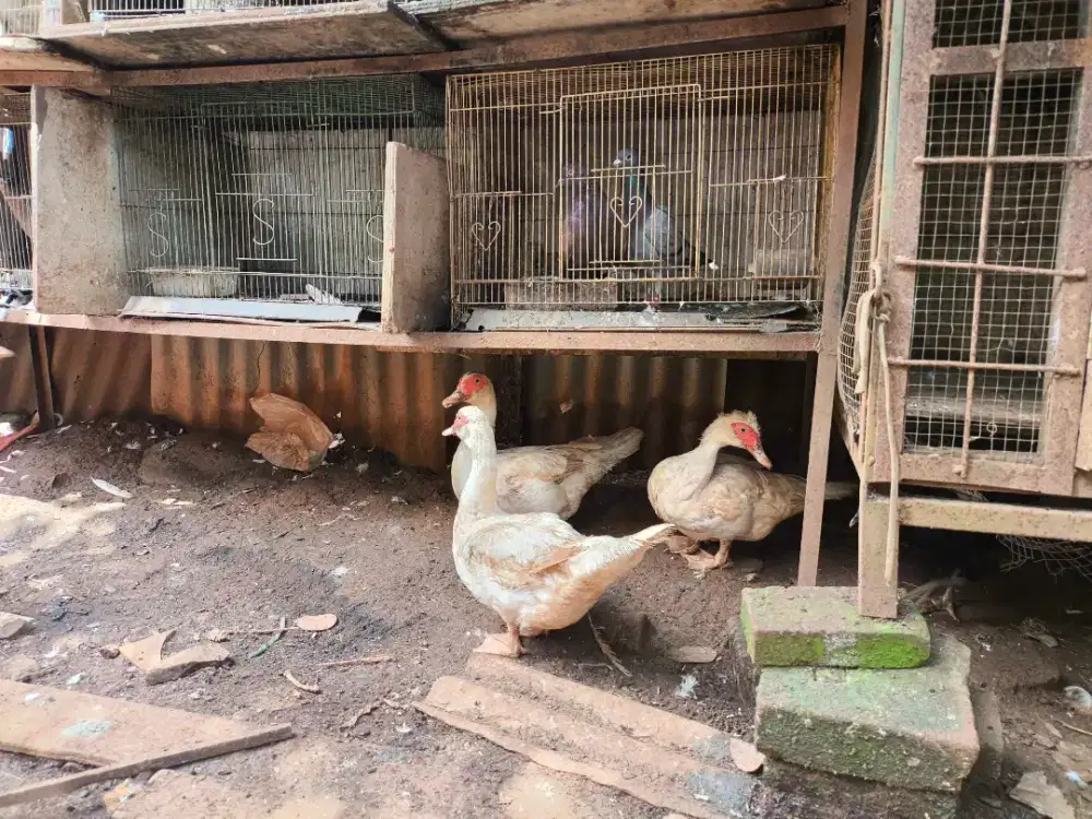 Entok betina jumbo woss