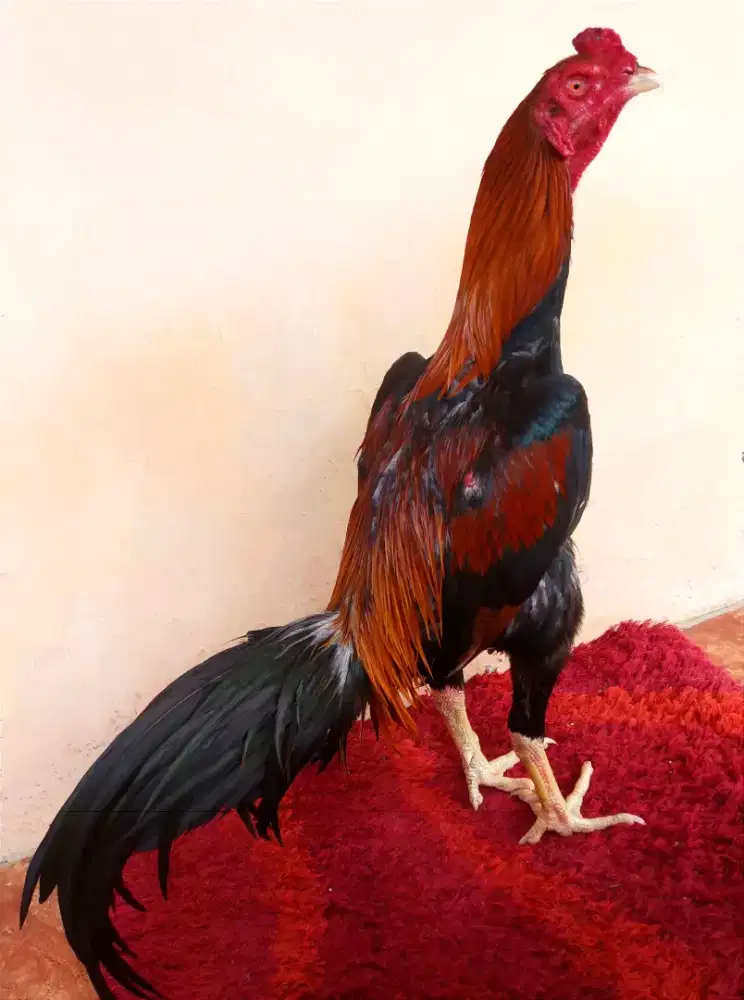 Ayam Line Khoygon x Pama, Umur 8 Bulan, Ukuran 4 Tulang Kasar + Mewah